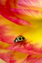 May 2018 Photo Contest 2nd Place Prize Winner