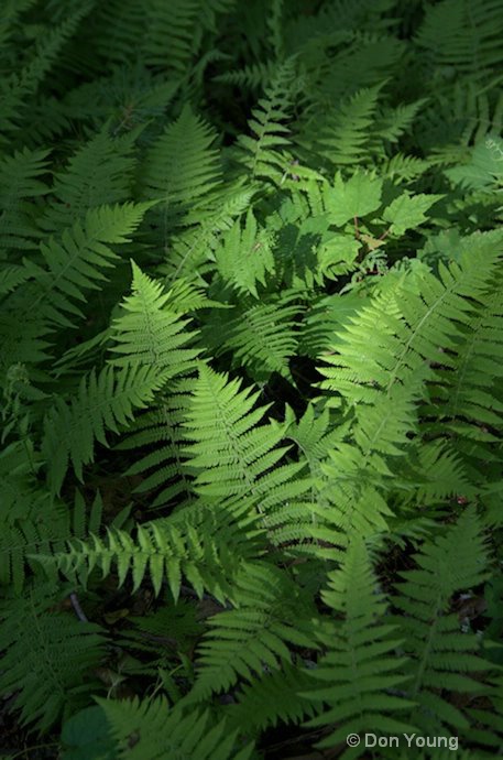 Ferns