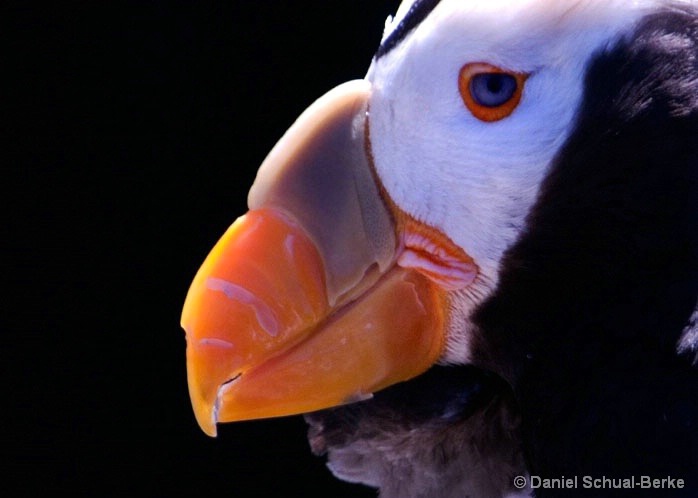 Crested Puffin