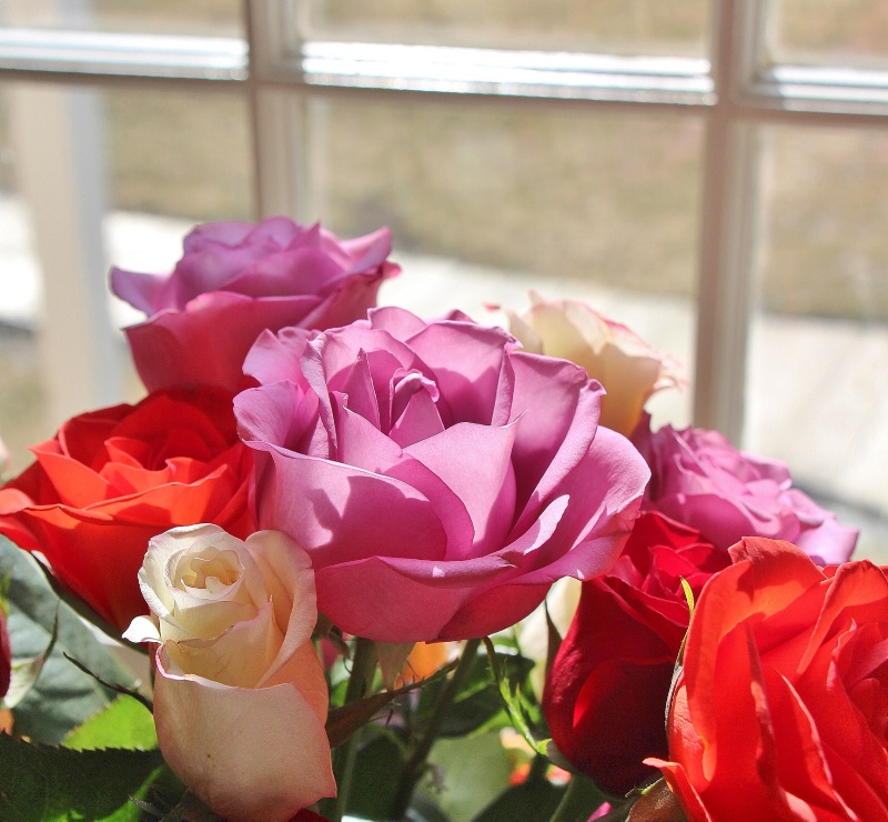 Window Rose