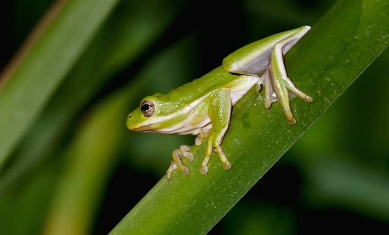 American Green Tree Frog