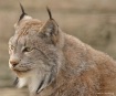  The Lynx