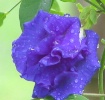Purple Rain