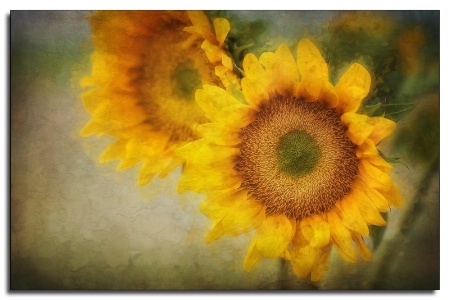 sunflower pair 