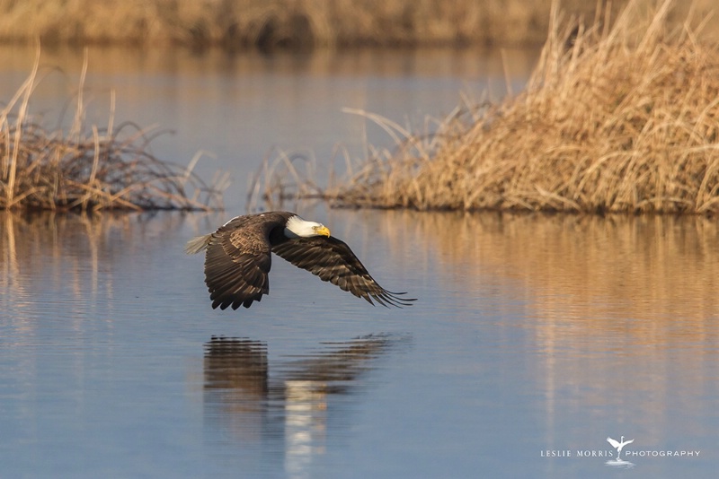 Bald Eagle - ID: 15098820 © Leslie J. Morris