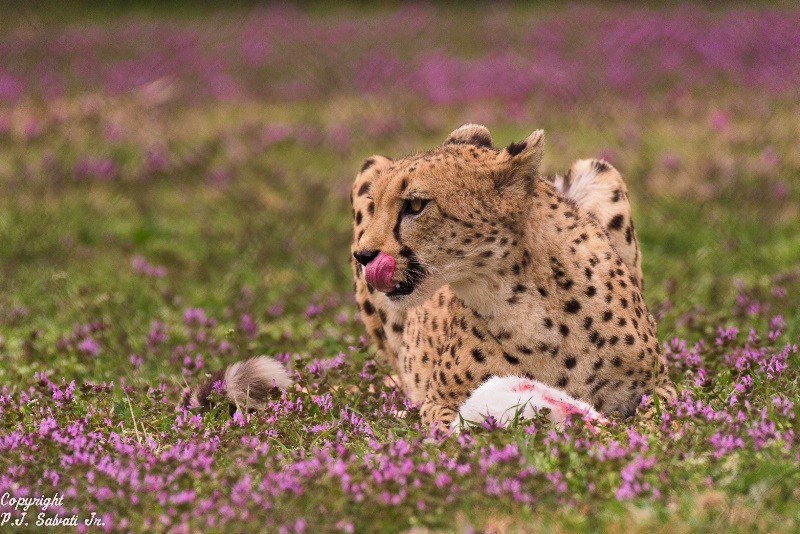 Cheetah enjoying a snack