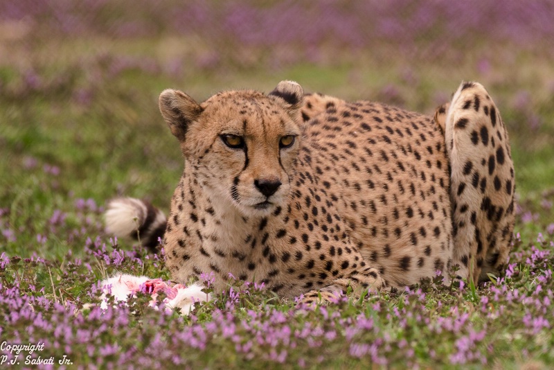 Cheetah at rest