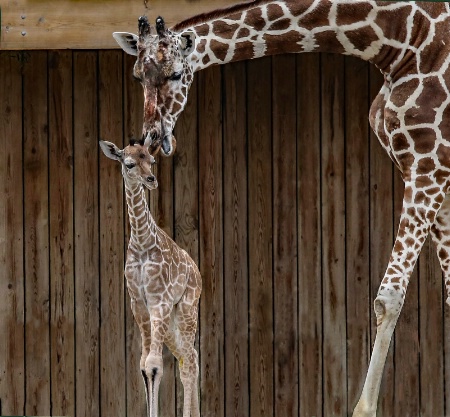 (Giraffes) Kenzie & Mom