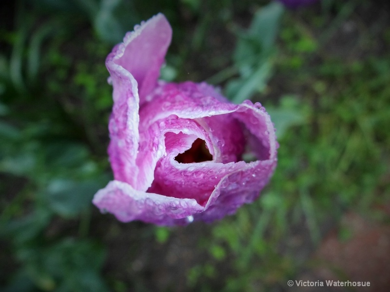 Hidden Heart In Purple Tulip 