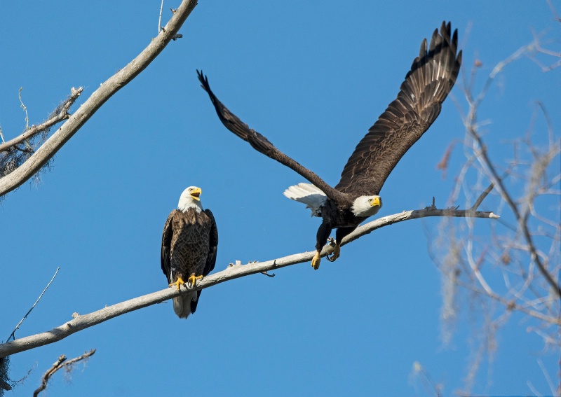 Eagle pair # 2 - ID: 15099269 © Michael Cenci