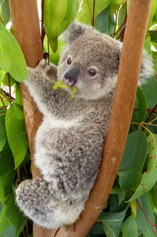 Hope, Orphan Koala Baby