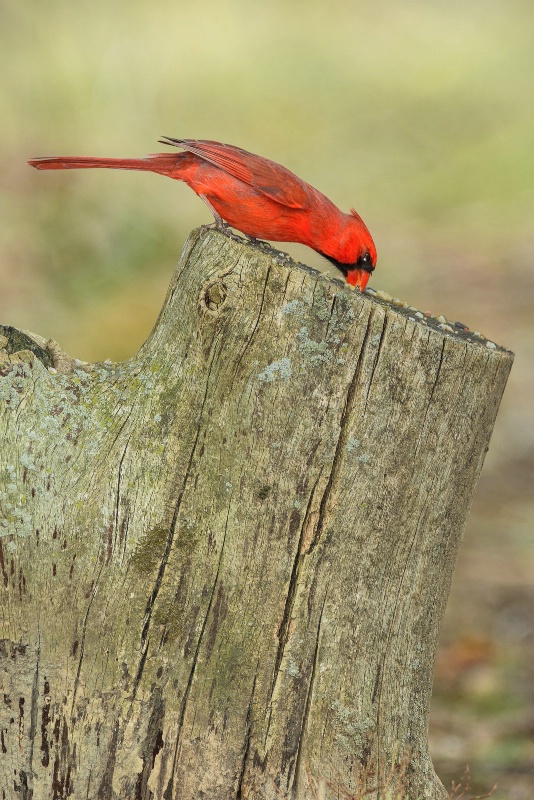 Feeding Cardinal