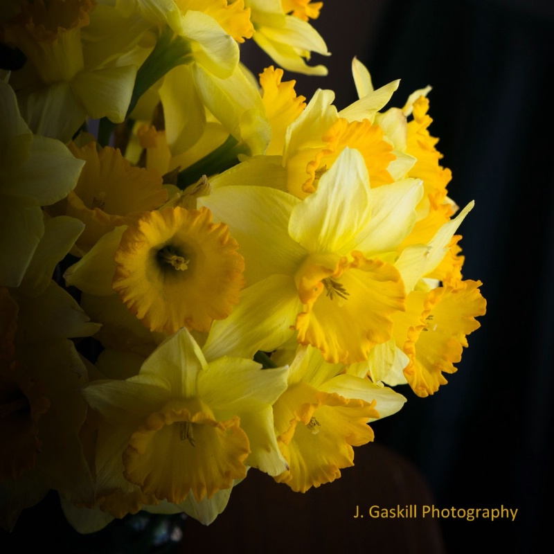 Daffodils on Black