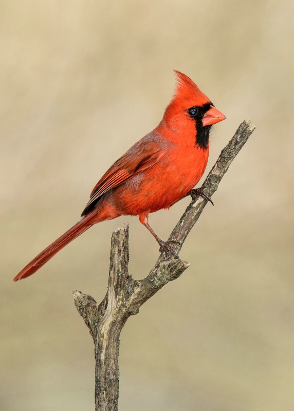 A Cardinal's Perch