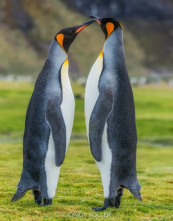 King Penguin Mating Ritual