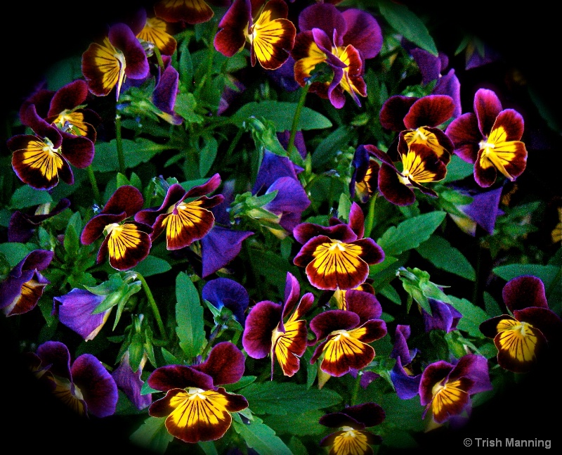 Pansy Bouquet in Violet...