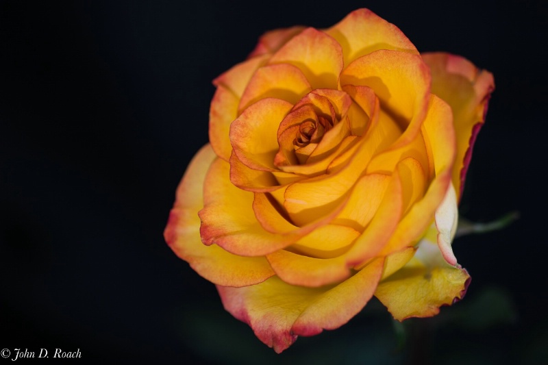 Rose at f5 - ID: 15099769 © John D. Roach