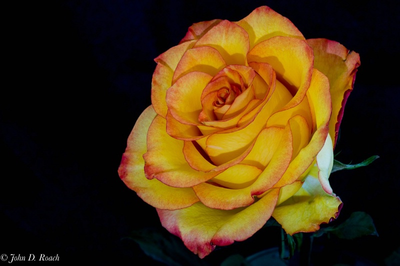 Rose at f32 - ID: 15099770 © John D. Roach