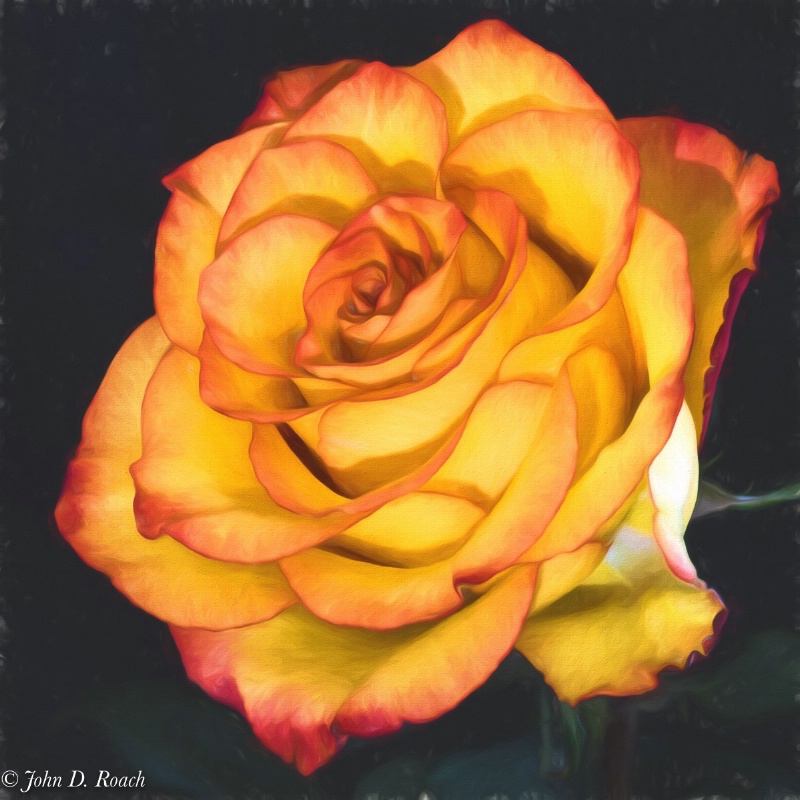 A Rose - ID: 15100149 © John D. Roach