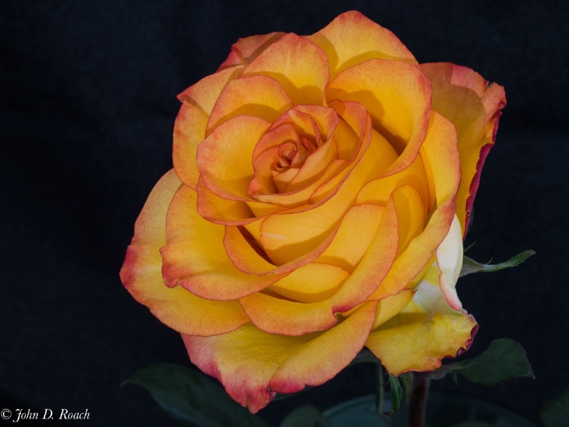 The Rose - ID: 15100150 © John D. Roach