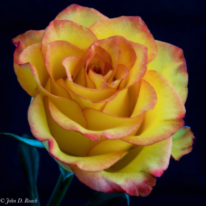 A Rose for you - ID: 15100151 © John D. Roach
