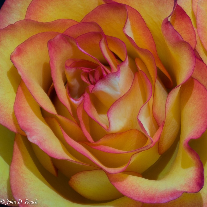 Technicolor Rose - ID: 15100153 © John D. Roach