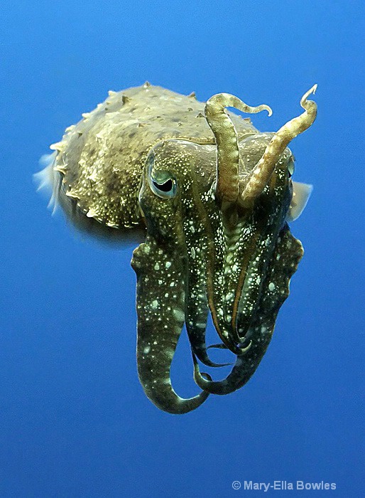 Cuttlefish Salute