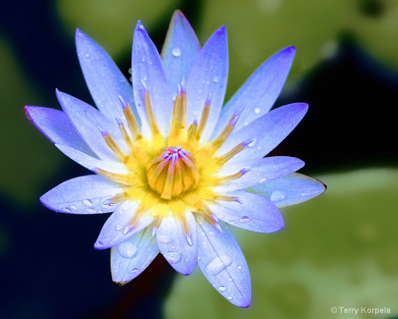 Flower from a Botanical Garden in Tortola - ID: 15100518 © Terry Korpela