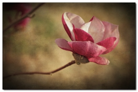 magnolia tulip