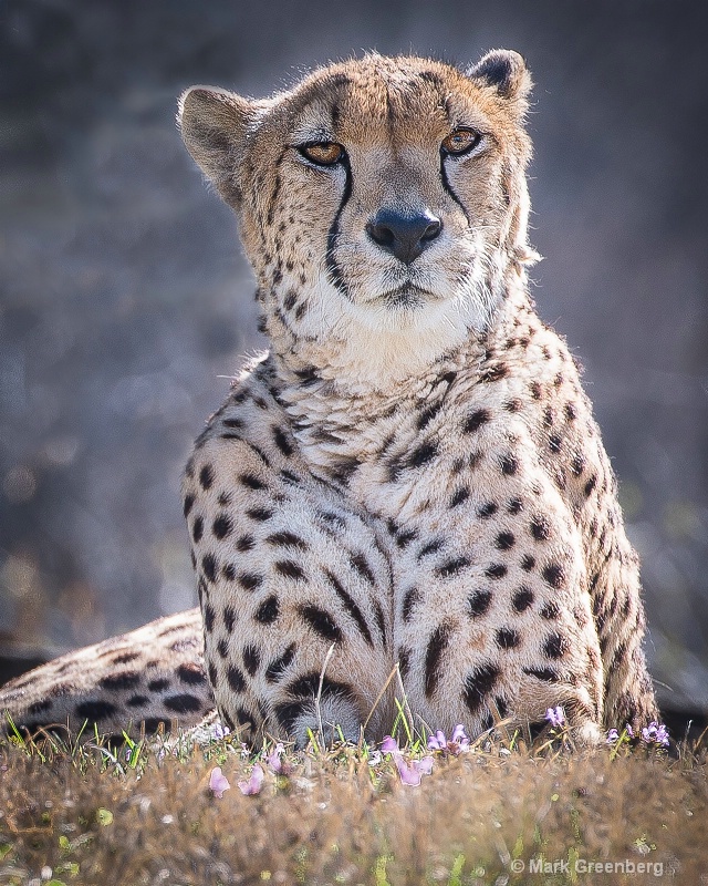 Cheeta Pride