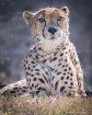 Cheeta Pride
