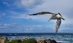 Soaring Seagull