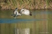 Osprey Diving for...