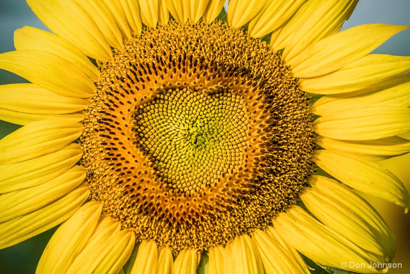 Sunflower Macro 7-10-15 - ID: 15100695 © Don Johnson