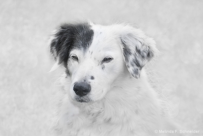 Snow Dog