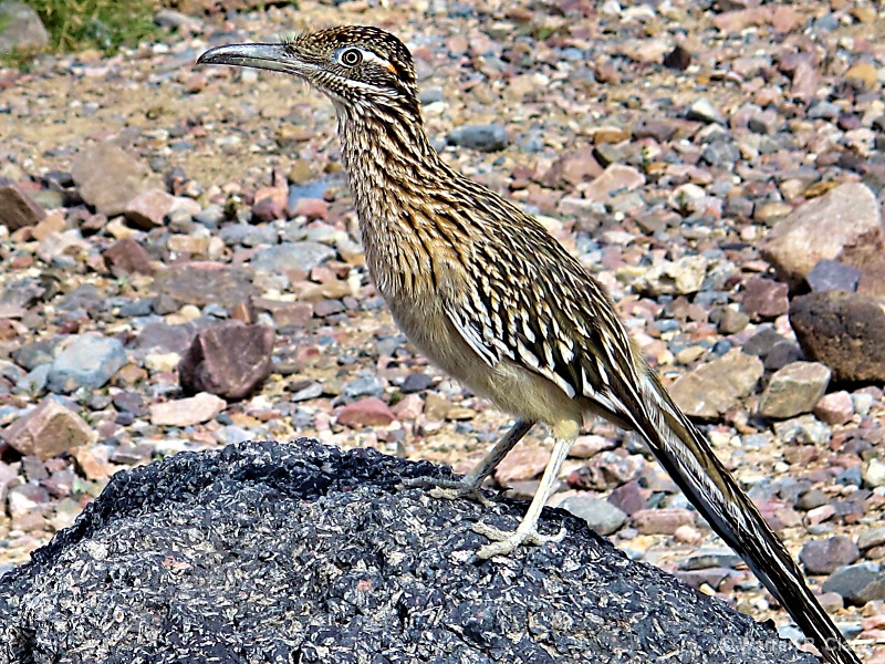 Death Valley Road Runner