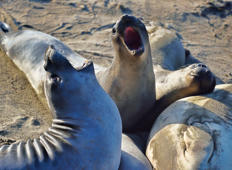 Morning Yawn