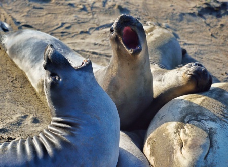 Morning Yawn