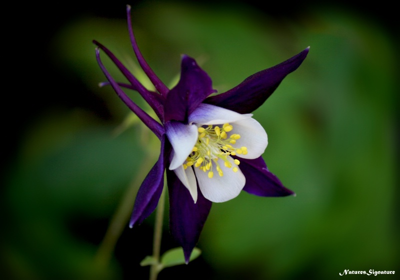 ~ Mountain Columbine ~