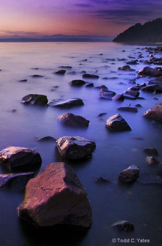 Purple Tide