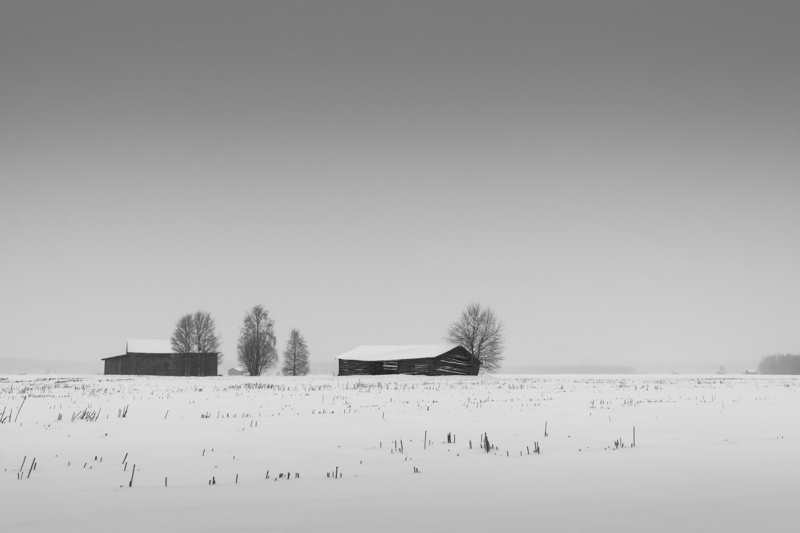 Trees And Barns In Snowfall