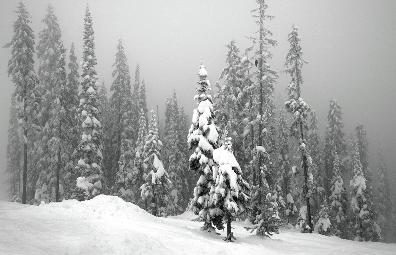 Snow Laden Trees