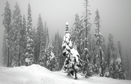 Snow Laden Trees