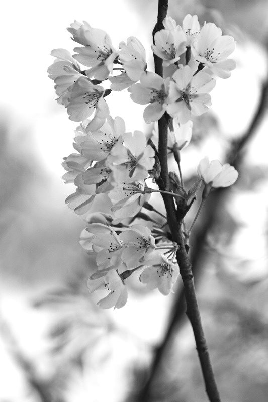 Cherry blossoms in B&W