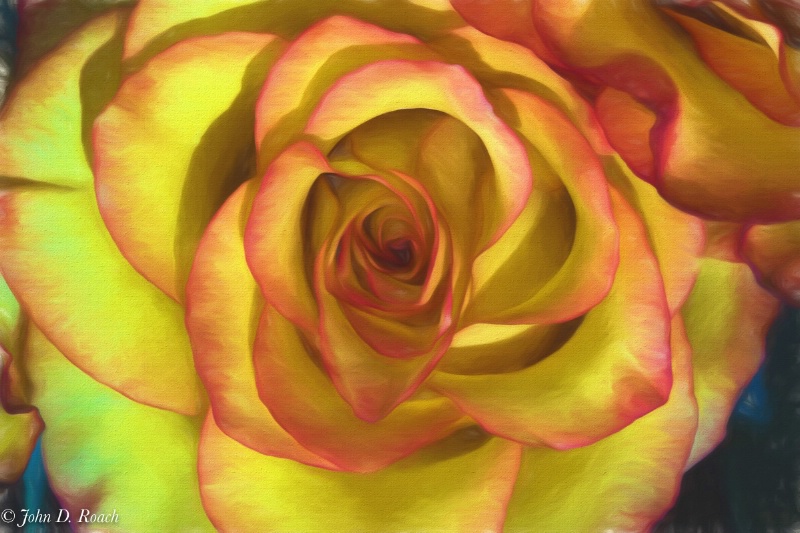 A Rose in honor of O'Keefe - ID: 15101824 © John D. Roach