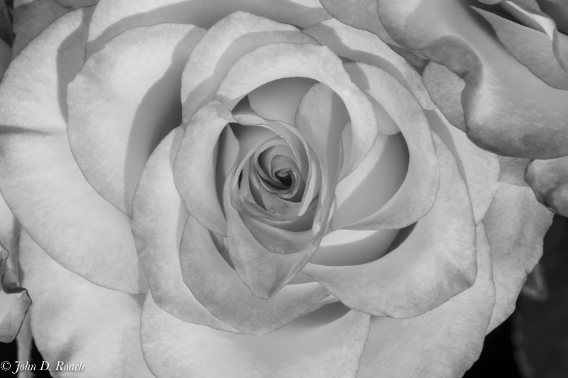 Monochrome Rose - ID: 15101826 © John D. Roach