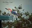 Woodpecker In Bac...