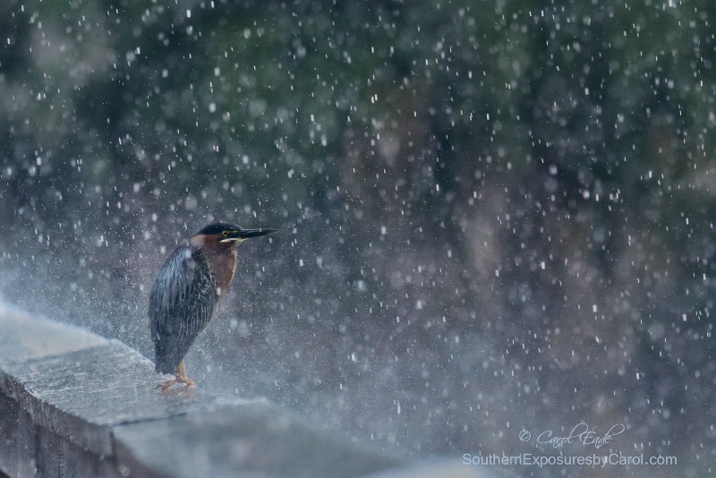 Spring Shower - ID: 15102283 © Carol Eade