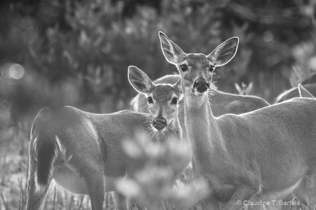 Deer at Dusk