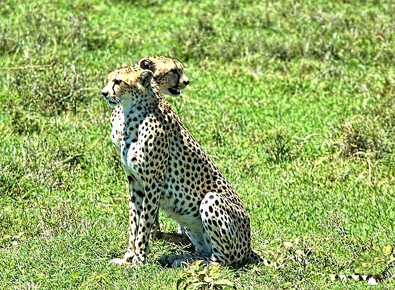 Two-Headed Cheetah?